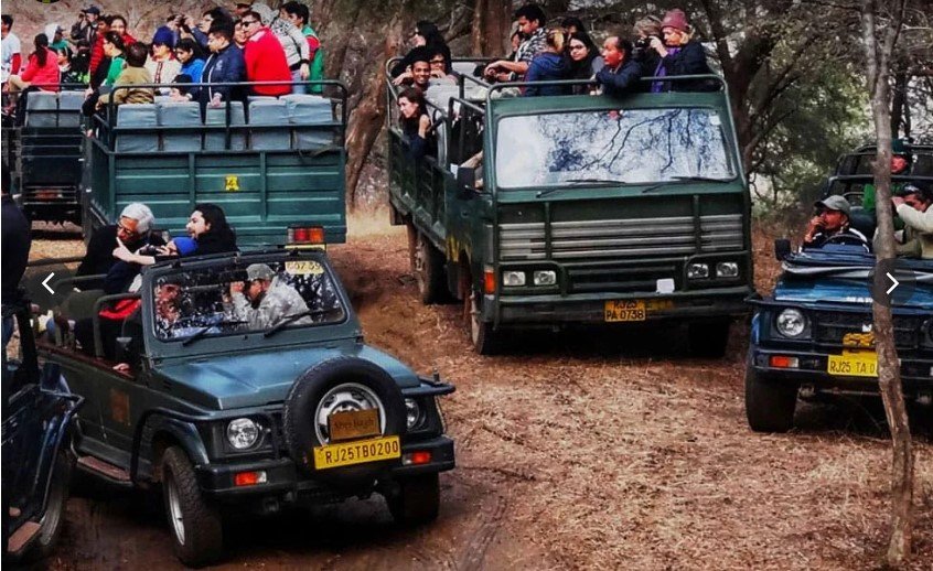Sharma Tour & Travels Ranthambore